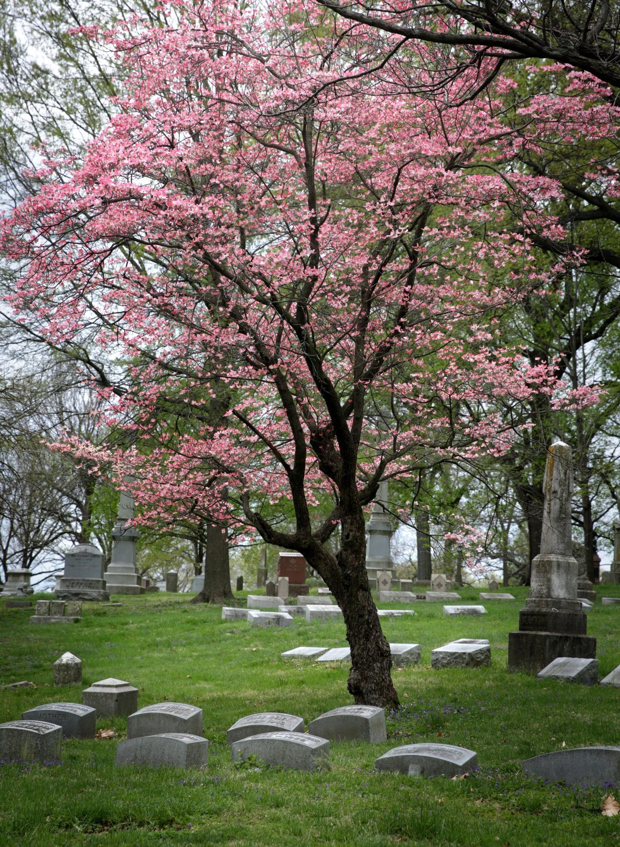 Spring at Bellefontaine Cemetery and Arboretum